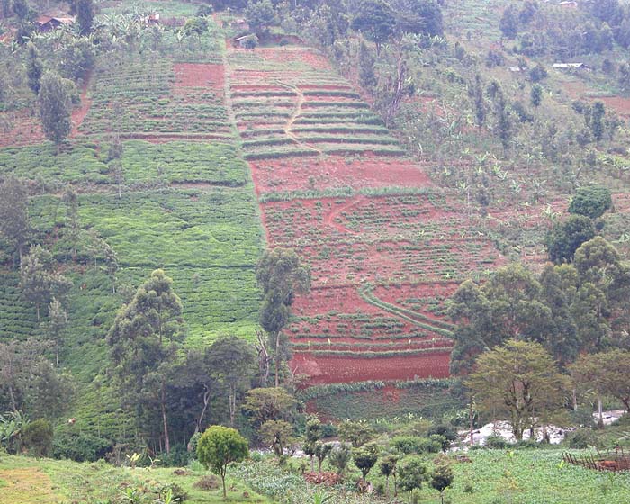 Hillside_tea
