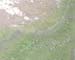 amboseli_eleph