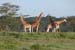 giraffe_Nakuru